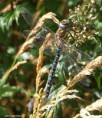 /album/my-local-birding-gallery/migrant-hawker-jpg/